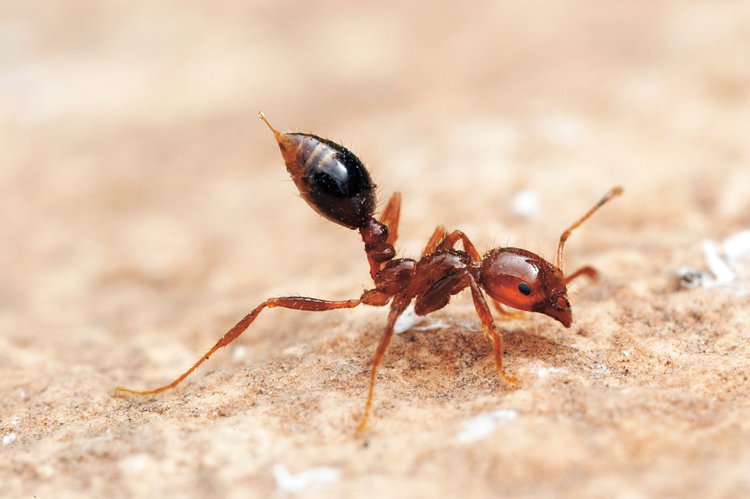 Mravenec Solenopsis invicta v obranném postoji s dobře viditelným žihadlem