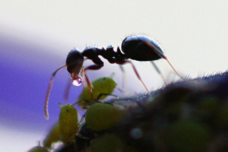 Mravenci mají vlastní mravenčí státy