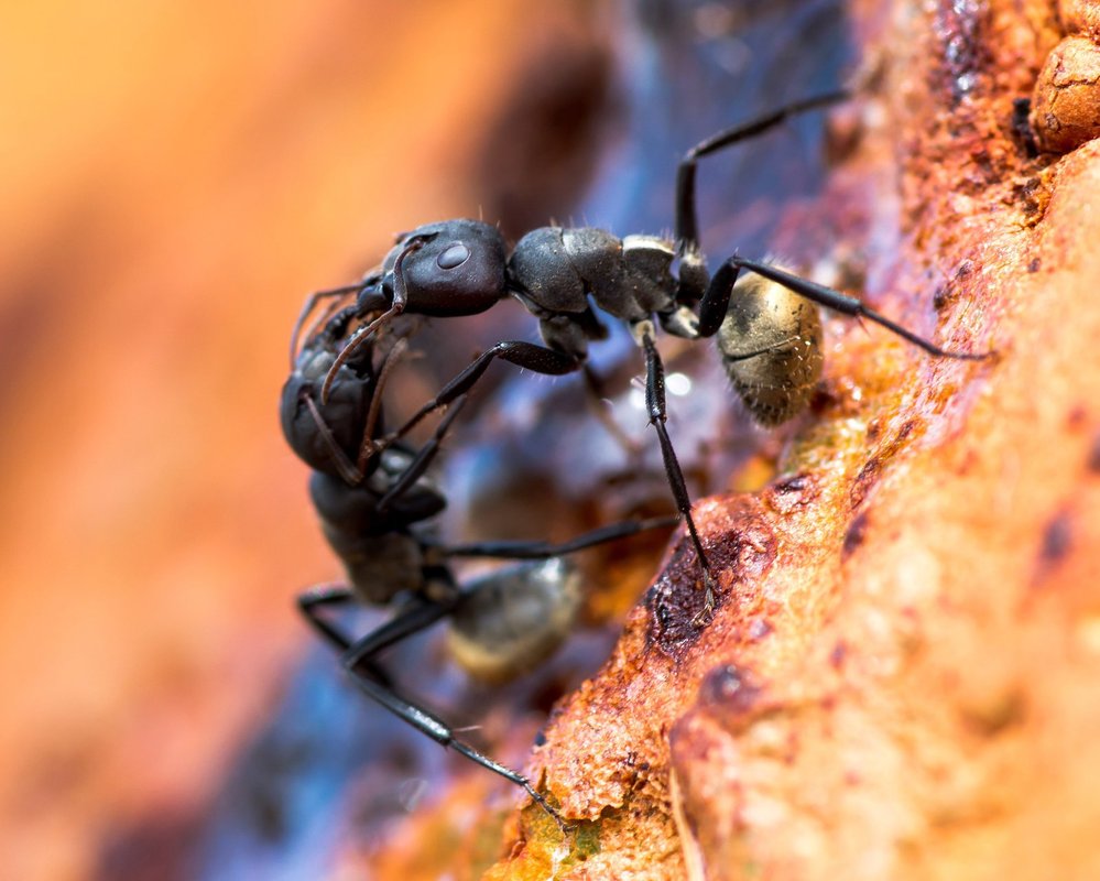 Mravenci mají vlastní mravenčí státy