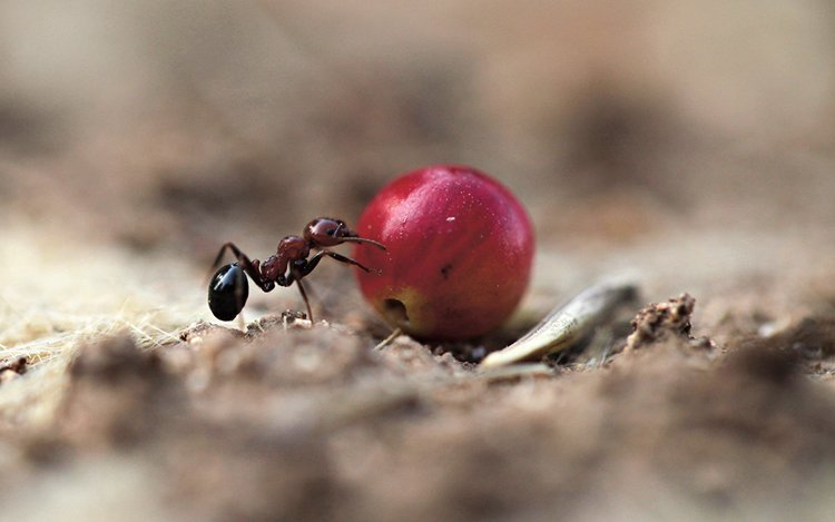 Mravenci-sběrači své zásoby skladují v mohylách, kde zároveň žije celá kolonie