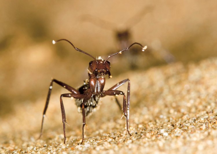 Mravenec rodu Camponotus v obranné pozici