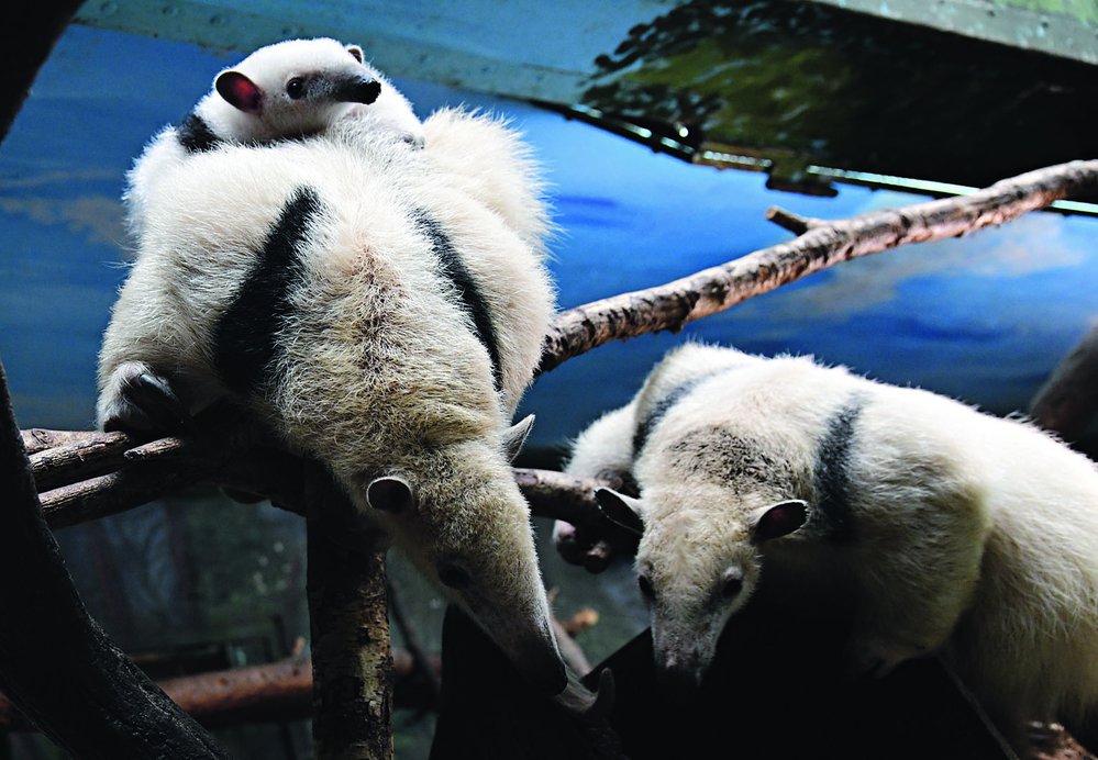 Stromové mravenečníky čtyřprsté (Tamandua tetradactyla) u nás chová několik zoo, ale jejich rozmnožování není běžné. V té olomoucké jich i s loňskými mláďaty odchovali již 12!