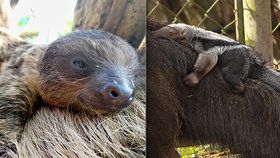 České zoologické zahrady během koronakrize přivítaly spoustu mláďat.