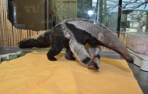 U mravenečníků slaví: Olomoucká zoo odchovala druhé mládě  v historii ČR!