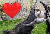 Láska v pražské zoo: Mravenečníci měli první rande