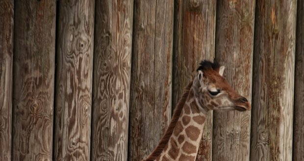 Mládě žirafy narozené v Zoo Liberec.