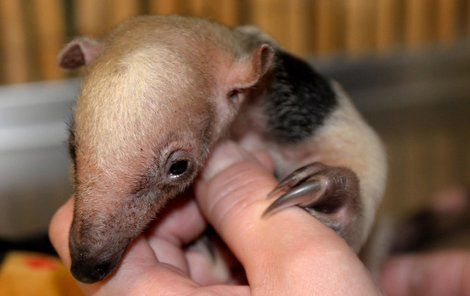 Nejnovější přírůstek olomoucké zoo, malý mravenečník čtyřprstý.