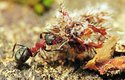 Dělnice regulují teplotu mraveniště skrze vybudované větrací šachty. V létě je otevírají, v zimě zavírají