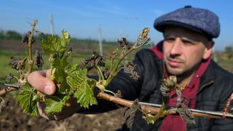 Česko požádá o mimořádnou pomoc z EU pro ovocnáře. Nebude žádná sklizeň, přepokládá ministr