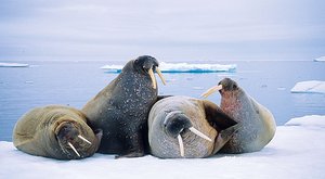 Obři z Arktidy přicházejí o led: Oteplování drtí mrože 