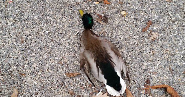 V Motole našli mrtvého ptáka: Zabila ho ptačí chřipka?