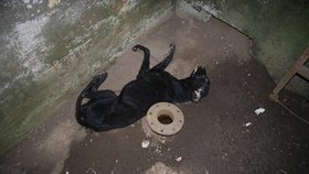 Ve vodní nádrži v Kroměříži našli mrtvého psa: Policie hledá majitele, podezřelého z týrání.
