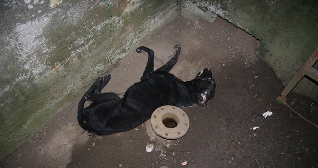 Ve vodní nádrži v Kroměříži našli mrtvého psa: Policie hledá majitele, podezřelého z týrání.