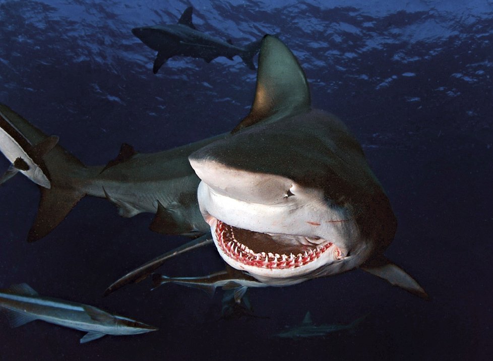 Žralok má tři řady zubů  v dolní čelisti a dvě v horní.