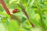 Mšic i svilušek se můžete zbavit i bez insekticidů, je však třeba zasáhnout proti nim co nejdříve, než se příliš rozmnoží.