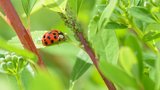 Nežádoucí hmyz na zahradě: Jak se zbavit mšic a svilušek bez chemie