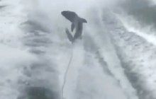 Nedůstojná smrt obávaného predátora: Žraloka vlekli za člunem!