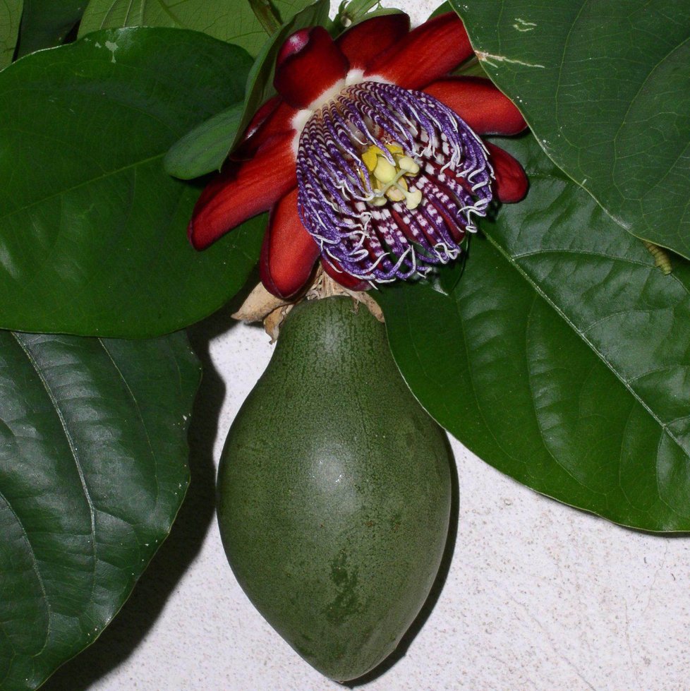 Mučenka obří -  Passiflora alata