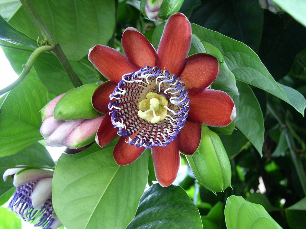 mučenka obří Passiflora alata - květ