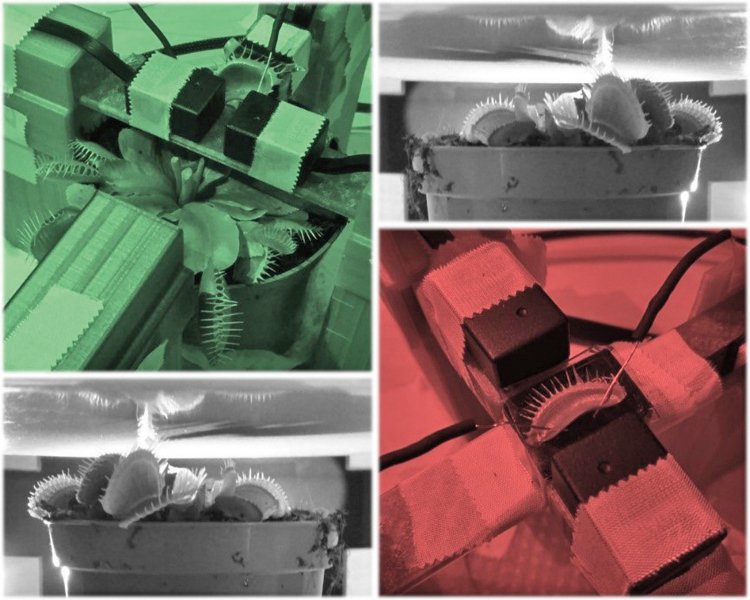 Magnetické signály mucholapky jsou tak slabé, že se je podařilo změřit až atomovým magnetometrem