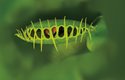 V přírodě roste mucholapka podivná na velmi malém území severoamerické Jižní Karolíny