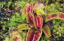 V přírodě roste mucholapka podivná na velmi malém území severoamerické Jižní Karolíny