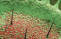 Citlivé výběžky na listech mucholapky zobrazené elektronovým mikroskopem