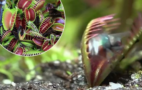 Masožravé rostliny v pražské botanické zahradě: Tak zabíjí mucholapka podivná