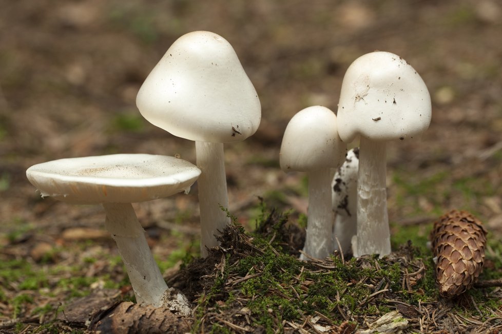 Muchomůrka jízlivá, další houba podobná muchomůrce jarní. Liší se tím, že má většinou narůžovělý vrcholek klobouku. Nepříjemně zapáchá, roste v podhorských a horských lesích.