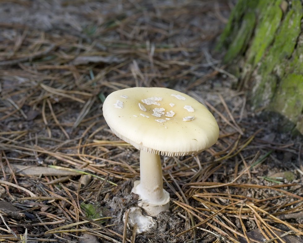 Slabě jedovatá muchomůrka slámožlutá má slámově žlutou až světle okrovou barvu. V prostředku je klobouk tmavší, stářím ale bledne. U této houby si také dejte pozor na záměnu s žampionem.