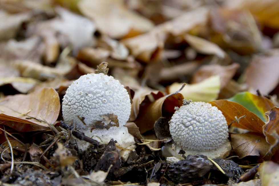Pozor, mladou muchomůrku (na snímku) si méně zkušení houbaři mohou poplést s pýchavkou nebo prášivkou.