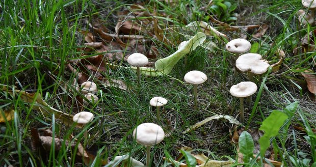 V olomouckém parku vyrostl houbový skvost, vzácná muchomůrka Vittadiniho.