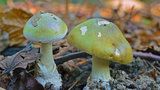Jak vypadá muchomůrka zelená, nejjedovatější houba Evropy? Mykolog prozradil, na co se dívat