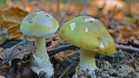 Muchomůrka zelená, Amanita phalloides