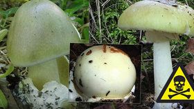 Muchomůrka zelená je postrachem houbařů. Mykolog Michal Mikšík vysvětlil, jak ji poznat a jaká je první pomoc při otravě.