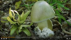 Muchomůrka zelená je postrachem houbařů. Mykolog Michal Mikšík vysvětlil, jak ji poznat a jaká je první pomoc při otravě.