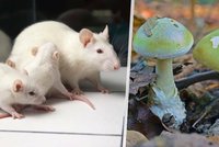 Dobrá zpráva pro houbaře: Vědci našli protijed ke smrtelné muchomůrce zelené! 