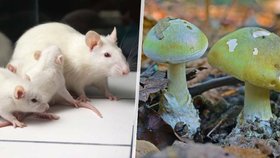 Vědci našli protilátku proti toxinu muchomůrky zelené: Nejsmrtelnější houbu na světě neutralizuje barvivo!