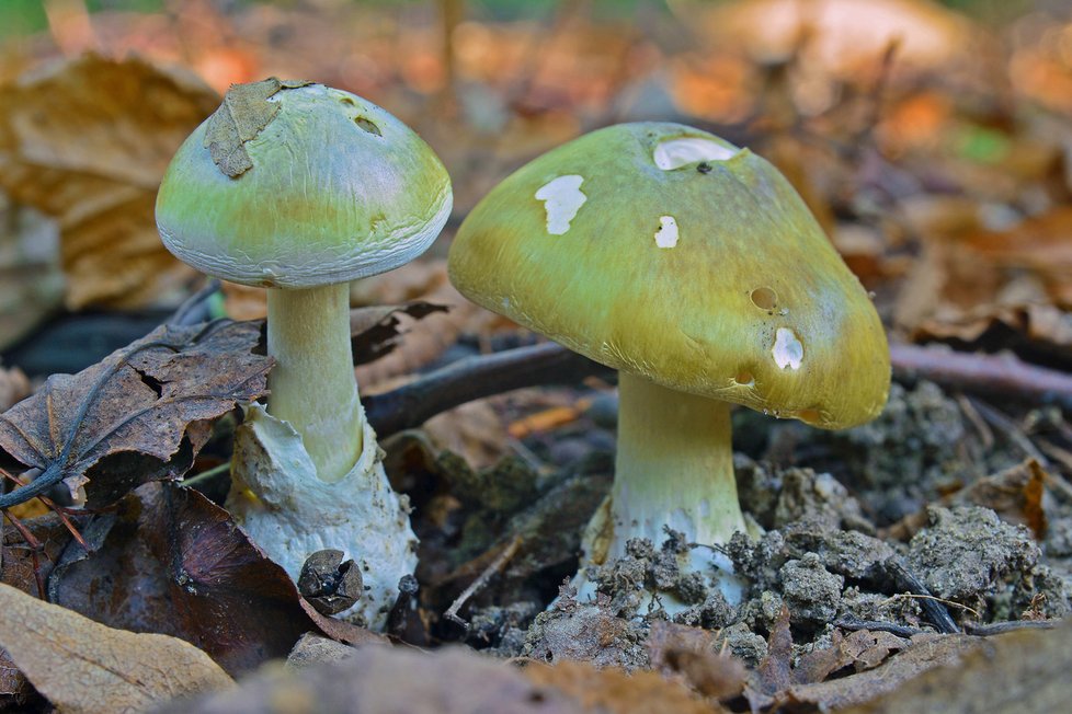 Prudce jedovatá muchomůrka zelená je také zbarvená do zelena, na rozdíl od holubinek ale vyrůstá z pochvy.