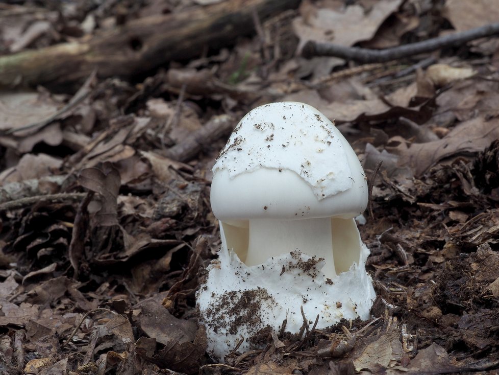Bílá forma muchomůrky zelené. Tato houba se podobá některým jedlým žampionům a je smrtelně jedovatá.