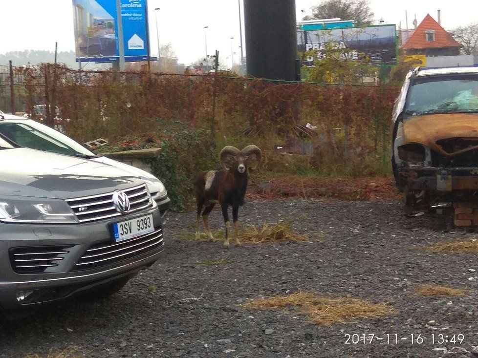 Muflon způsobil nehodu na Strakonické. Chytili ho v ulici Nádražní v tamním autoservisu.