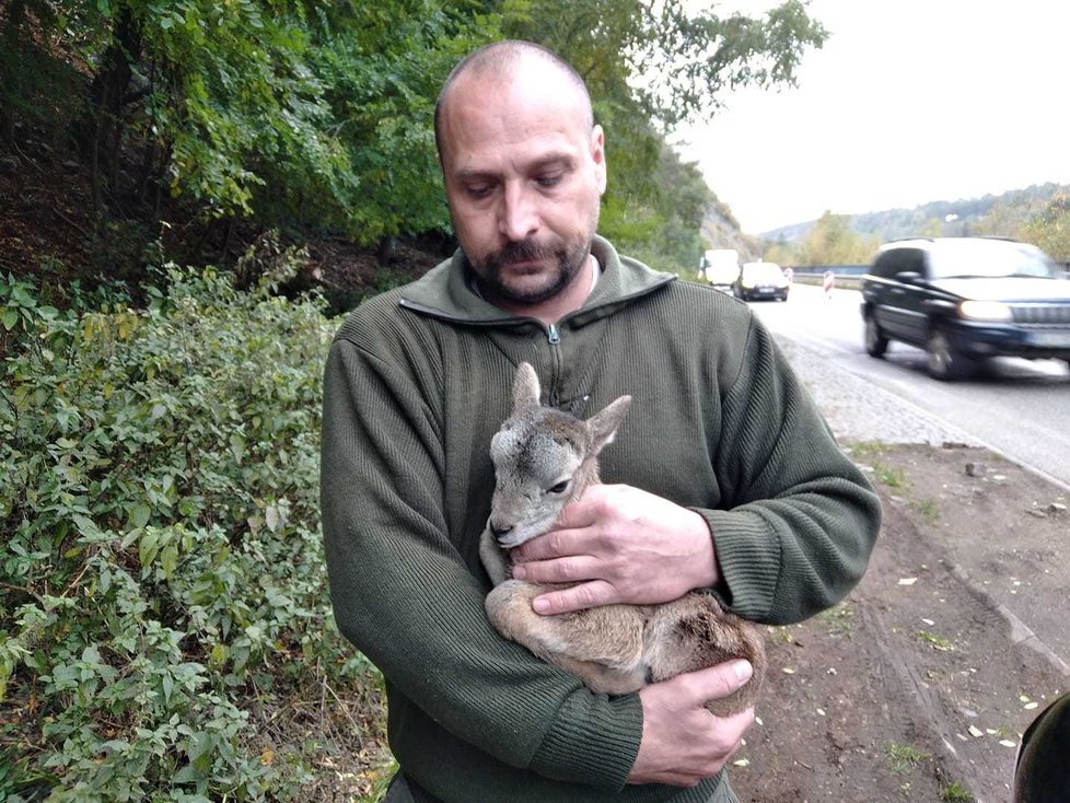 Mláděte muflona se ujal Petr Procházka ze Záchranné stanice  Velký Chlumec.