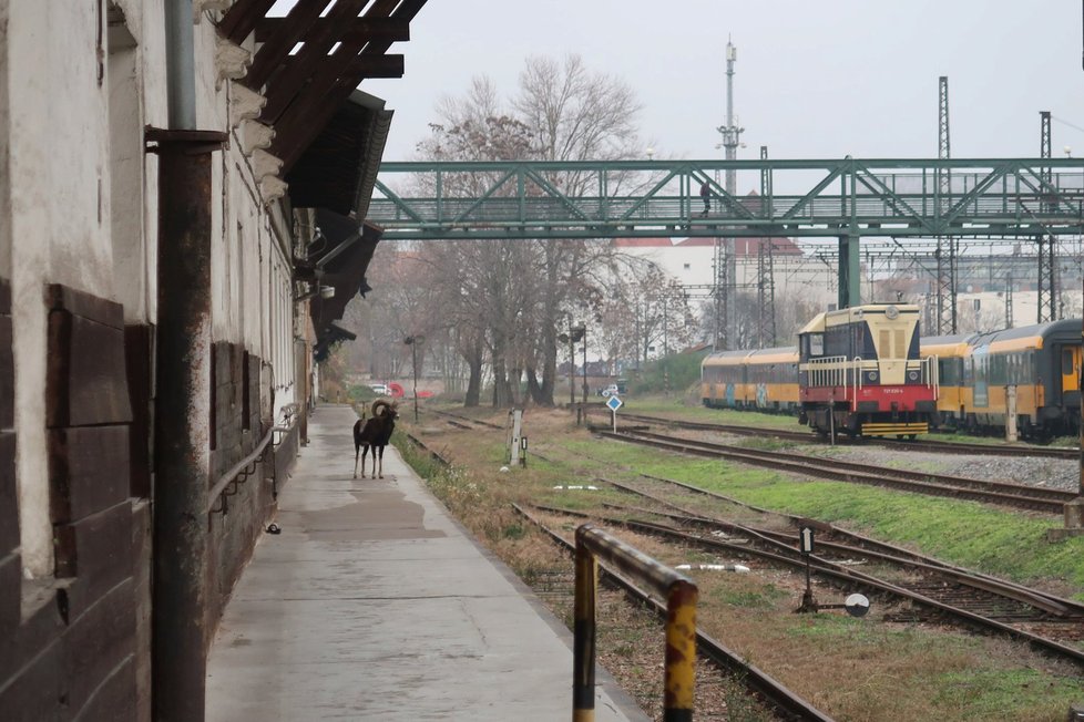 V současné době probíhá mufloní říje, kdy mufloni jsou velmi aktivní a často se přesouvají.