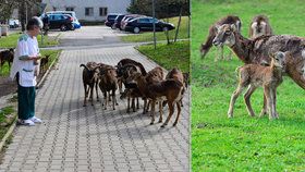 Mufloní stádo Lesy hlavního města Prahy na přání Thomayerovy nemocnice redukují. Mufloni okusují dřeviny a květiny, kálejí na chodníky a pletou se autům do cesty.