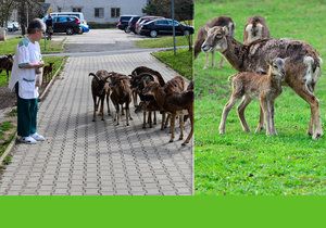 Mufloní stádo Lesy hlavního města Prahy na přání Thomayerovy nemocnice redukují. Mufloni okusují dřeviny a květiny, kálejí na chodníky a pletou se autům do cesty.