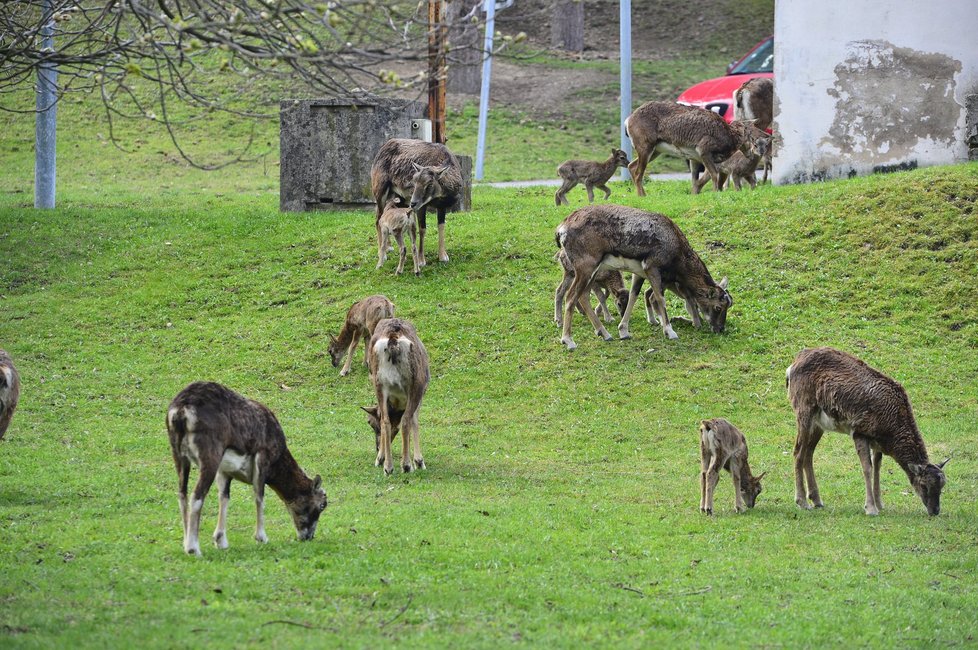 Mufloní stádo Lesy hlavního města Prahy na přání Thomayerovy nemocnice redukují. Mufloni okusují dřeviny a květiny, kálejí na chodníky a pletou se autům do cesty.