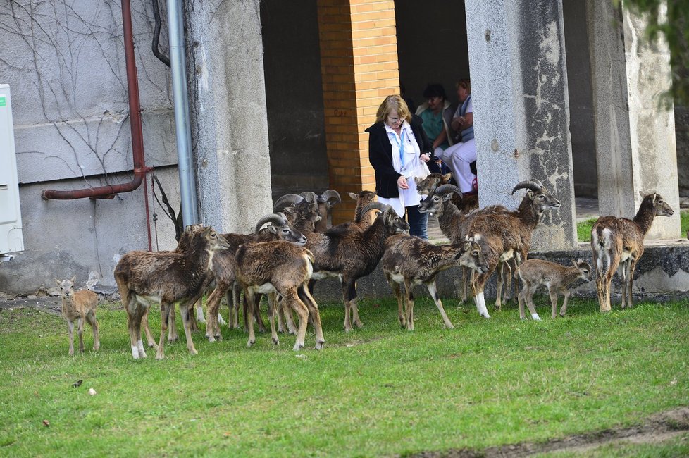 Mufloní stádo Lesy hlavního města Prahy na přání Thomayerovy nemocnice redukují. Mufloni okusují dřeviny a květiny, kálejí na chodníky a pletou se autům do cesty.