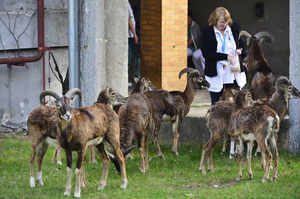 Mufloní stádo Lesy hlavního města Prahy na přání Thomayerovy nemocnice redukují. Mufloni okusují dřeviny a květiny, kálejí na chodníky a pletou se autům do cesty.