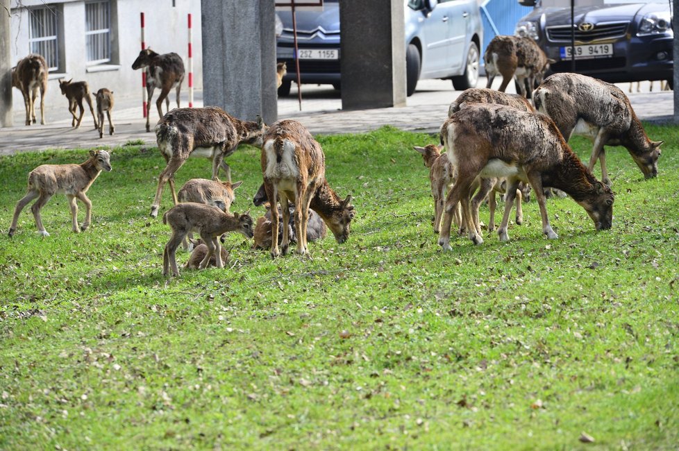 Mufloní stádo Lesy hlavního města Prahy na přání Thomayerovy nemocnice redukují. Mufloni okusují dřeviny a květiny, kálejí na chodníky a pletou se autům do cesty.