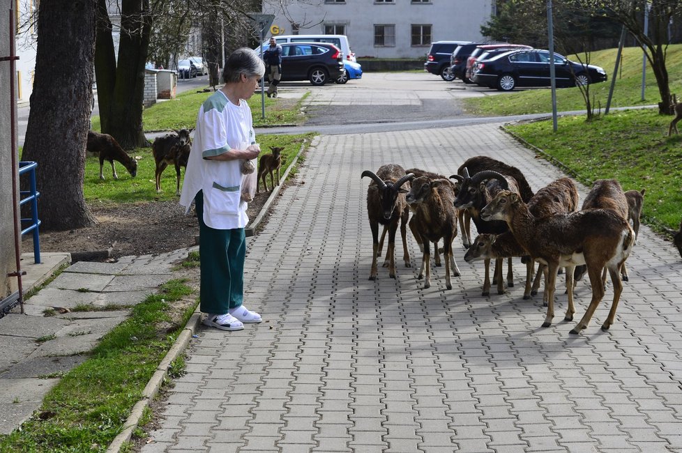 Mufloní stádo Lesy hlavního města Prahy na přání Thomayerovy nemocnice redukují. Mufloni okusují dřeviny a květiny, kálejí na chodníky a pletou se autům do cesty.